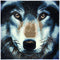 Crystal Art Kit | Diamond Painting Wolf