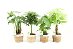 Jungle Mix in Noah Korb