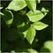 Plants by Frank | 1 strekkende meter ligusterhaag | 6x Ligustrum Ovalifolium Ø12 cm - 20 cm | winterharde haagplanten | Halfwintergroene haag | Tuinplanten | Planten