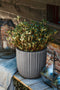 Capi Europe - Bloempot bol Tube NL - 35x34 - Donkergrijs - Opening Ø29 - Voor binnen en buiten - Levenslang garantie - Breukbestendig - 100% Recyclebaar - KDGT932