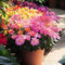 Plant in a Box - Lewisia cotyledon 'Bitterkruid' - Mengsel van 3 - Roze, Oranje, Paars - Bloeiende tuinplant - Winterhard - Pot 10cm - Hoogte 10-20cm