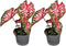 Plant in a Box - Caladium Carolyn Whorton - Set van 2 - Tropische kamerplant - Pot 13cm - Hoogte 25-40cm