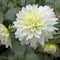 Plant in a Box - Dahlia 'White Perfection' - set van 3 - zomerbloeiers - dahliaknollen - tuinbloemen - Wit