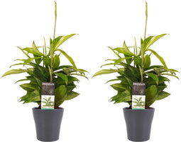 Decorum Duo 2 x Dracaena Surculosa met Anna grey – ↨ 45 cm – ⌀ 12 cm