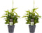 Decorum Duo 2 x Dracaena Surculosa met Anna grey – ↨ 45 cm – ⌀ 12 cm