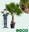 Mexicaanse Waaierpalm Wasthingtonia Robusta - 60-70 cm Stamhoogte