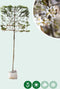 Krentenboom leiboom 200 cm | Amelanchier lamarckii 8-12 cm 200 cm| Bomenbezorgd.nl
