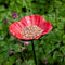 Buzzy Bird Gift Feeder Stake Papaver