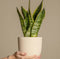 Plant in a Box - Sansevieria Laurentii - Makkelijke Kamerplant - Vrouwentong - Pot 17cm - Hoogte 60-70cm