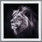 Present Time Lion Wanddecoratie - Fotokunst - 2x50x50cm - Zwart