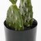 Mica Decorations Cactus Kunstplant in Bloempot - H50 x Ø25 cm - Groen
