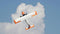 Amewi AMXPlanes Tasman - RC vliegtuig PNP 1500 mm - STOL-model - Wit Oranje Grijs
