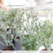 Plant in a Box -Eucalyptus Pulverulenta - Eucalyptus struik - Tuinplant - Pot 17cm - Hoogte 40-45cm
