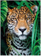 Clementoni - Puzzel - 500 Stukjes - Jaguar in de Jungle - Puzzel Voor Volwassenen - High Quality Collection