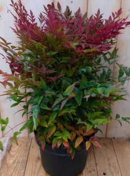 Nandina Hemelse bamboe 50 cm