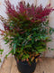 Nandina Hemelse bamboe 50 cm