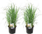 Plant in a Box - Panicum virgatum 'Heavy Metal' - Set van 2 - Vingergras - Siergras - Tuinplant - ⌀ 23 cm - Hoogte 40-60 cm