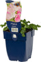 Malva moschata - Muskuskaasjeskruid | 1 stuk | Bijen- en vlinderplant | Bijentuin | 11x11 cm Kwekerspot | Geurend | Roze