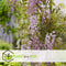 Plant in a Box - Wisteria floribunda 'Rosea' - Set van 2 - Japanse blauwe regen - Bloeiende sierplant - Pot 15cm - Hoogte 60-70cm