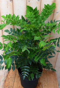 Nandina Hemelse bamboe groot 90 cm