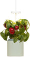 NANO Celadon Green with mini Bell peppers pod