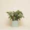 NANO Celadon Green with mini Bell peppers pod