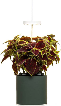 NANO Forest Green with Coleus pod
