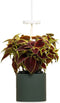 NANO Forest Green with Coleus pod