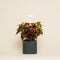 NANO Forest Green with Coleus pod