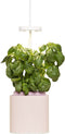 NANO Quartz Pink with Basil pod