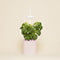 NANO Quartz Pink with Basil pod