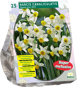 Narcis Canaliculatis - 1 x 25 bloembollen