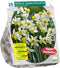 Narcis Canaliculatis - 1 x 25 bloembollen