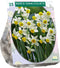 Narcis Canaliculatis - 1 x 25 bloembollen