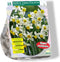 Narcis Canaliculatis - 1 x 25 bloembollen