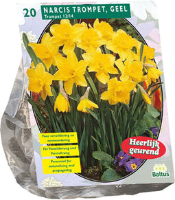 Narcis Trompet, Geel per 20