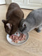 Natural Greatness Cat Turkey / Salmon / Pumkin / Cranberries