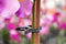 Nature Plantenclip Groen 10 stuks 24mm