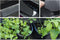 Nature Wandtuin verticaal mobiel