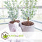 Plant in a Box -Eucalyptus Pulverulenta - Eucalyptus struik - Tuinplant - Pot 17cm - Hoogte 40-45cm
