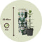 Plant in a Box - Dipladenia sanderii - Set van 3 - Witte tuinplant - Pot 9cm - Hoogte 25-40cm