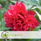 Plant in a Box - Paeonia officinalis 'Rubra Plena' - Set van 3 - Roze Pioenrozen - Pot 9cm - Hoogte 0-40cm