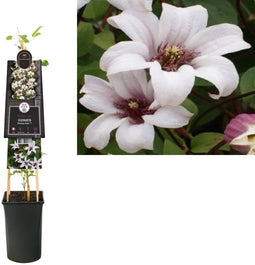 3 stuks - Van der starre - Klimplant Clematis Princess Kate PBR 7...