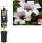 3 stuks - Van der starre - Klimplant Clematis Princess Kate PBR 7...