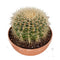 Cactus van Botanicly – Schoonmoedersstoel in een terracotta schaal als set – Hoogte: 25 cm – Echinocactus Grusonii