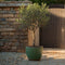 Plant in a Box - Olea Europaea - Winterharde olijfboom op stam - Pot 19cm - Hoogte 80-90cm