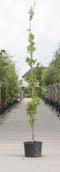 Zuil moeraseik | Quercus palustris 'Green Pillar' 20-40 cm| Bomenbezorgd.nl