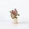 Plant in a Box - Caladium Carolyn Whorton - Tropische kamerplant - Pot 13cm - Hoogte 25-40cm