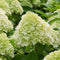 Plant in a Box - Hydrangea paniculata 'Limelight' - Sterke Hortensia soort - Groen/witte bloemen - Langbloeiend - Pot 19cm - Hoogte 25-40cm
