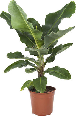 Musa – ↨ 75 cm – ⌀ 24 cm